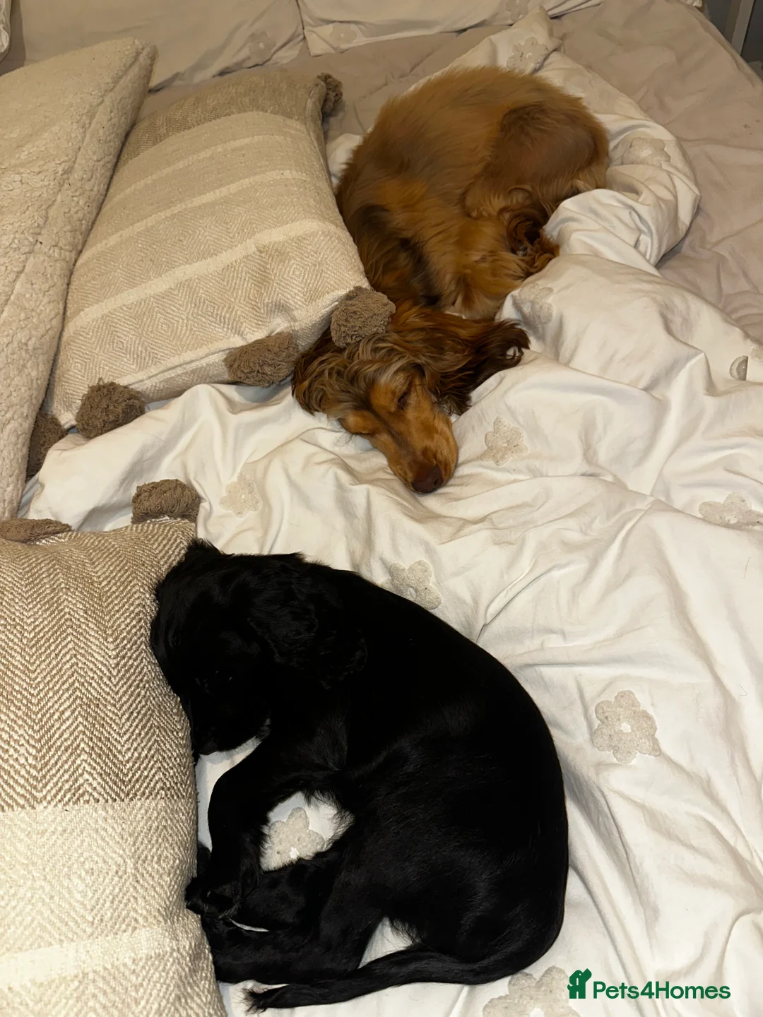 Cocker Spaniel dogs for sale: 13 week old cocker spaniel for sale  - Advert 3