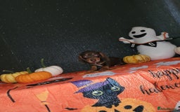 Miniature Dachshund dogs for sale: Miniature dachshunds - Image 8
