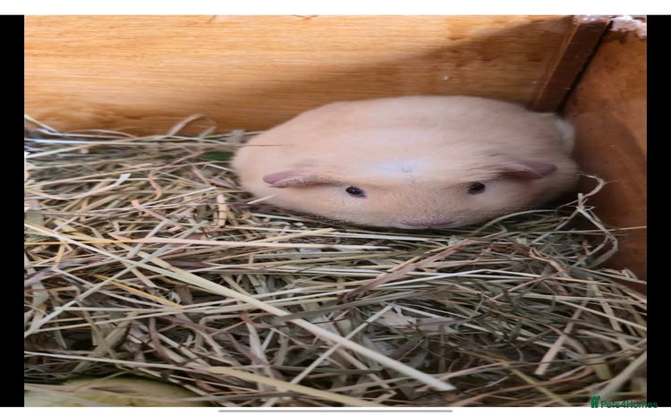 Guinea Pig rodents - Advert 11