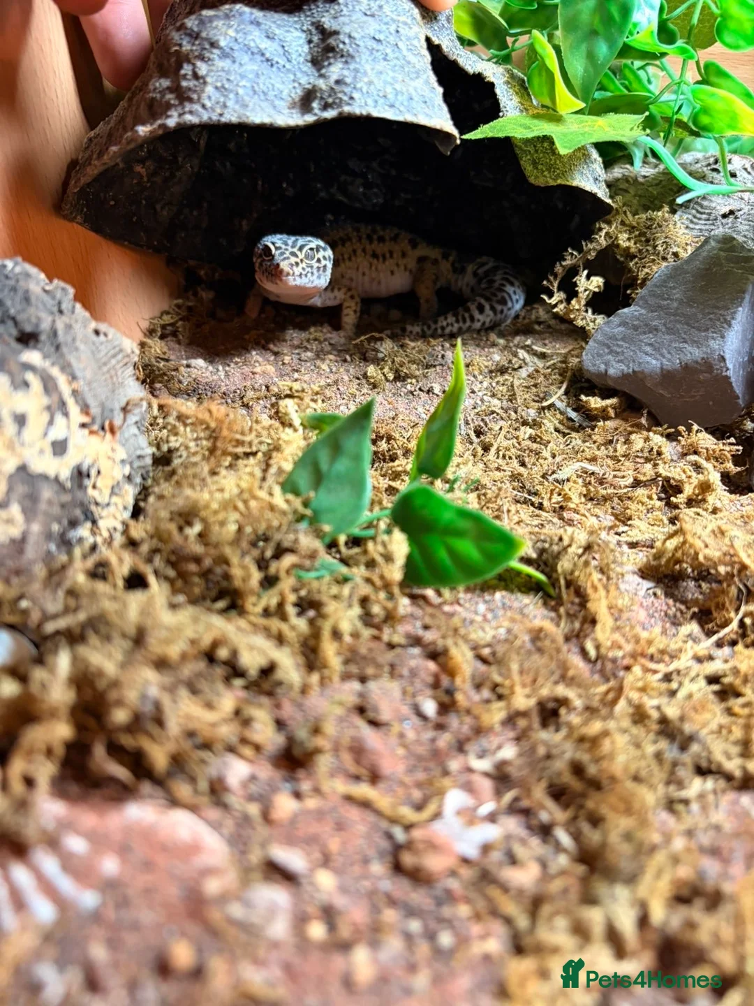 Leopard Gecko reptiles for sale: Leopard Gecko - Advert 6