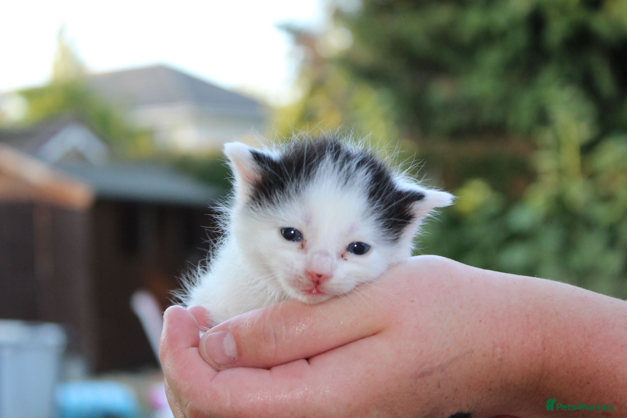 Domestic Shorthair cats 5 Cuddle kittens ready for homes - Advert 2