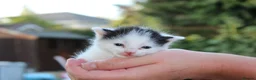 Domestic Shorthair cats for sale: 5 Cuddle kittens ready for homes - Advert 2