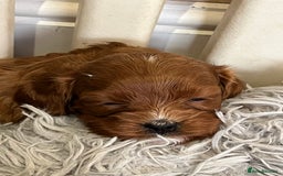 Cavapoo dogs for sale: Merlesque ⭐️⭐️⭐️⭐️⭐️F1 Cavapoos 200 DNA - Image 8