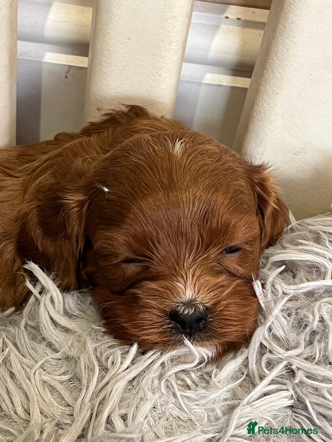Cavapoo dogs for sale: Merlesque ⭐️⭐️⭐️⭐️⭐️F1 Cavapoos 200 DNA - Image 8
