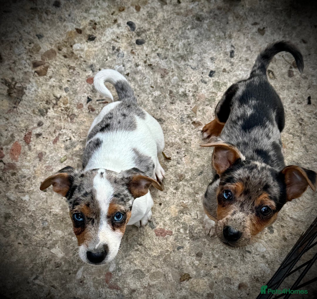 Jack Russell dogs for sale: Outstanding jack russels  - Image 24