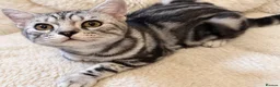 British Shorthair cats for sale: Stunning Silver BSH Kittens GCCF Champion Lines - Advert 15