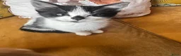 Mixed Breed cats for sale: Ragdoll x Turkish van kittens  - Advert 14