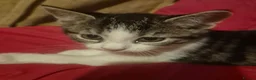Mixed Breed cats for sale: 1 cute boy kitten left - Advert 4