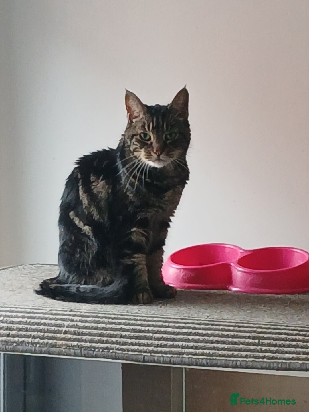 Domestic Shorthair cats for sale: Cat for sale/rehome - Image 2
