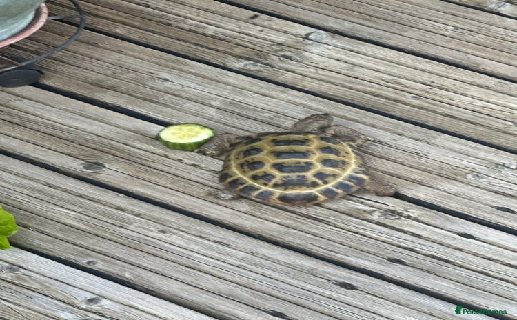 Tortoise reptiles - Advert 2