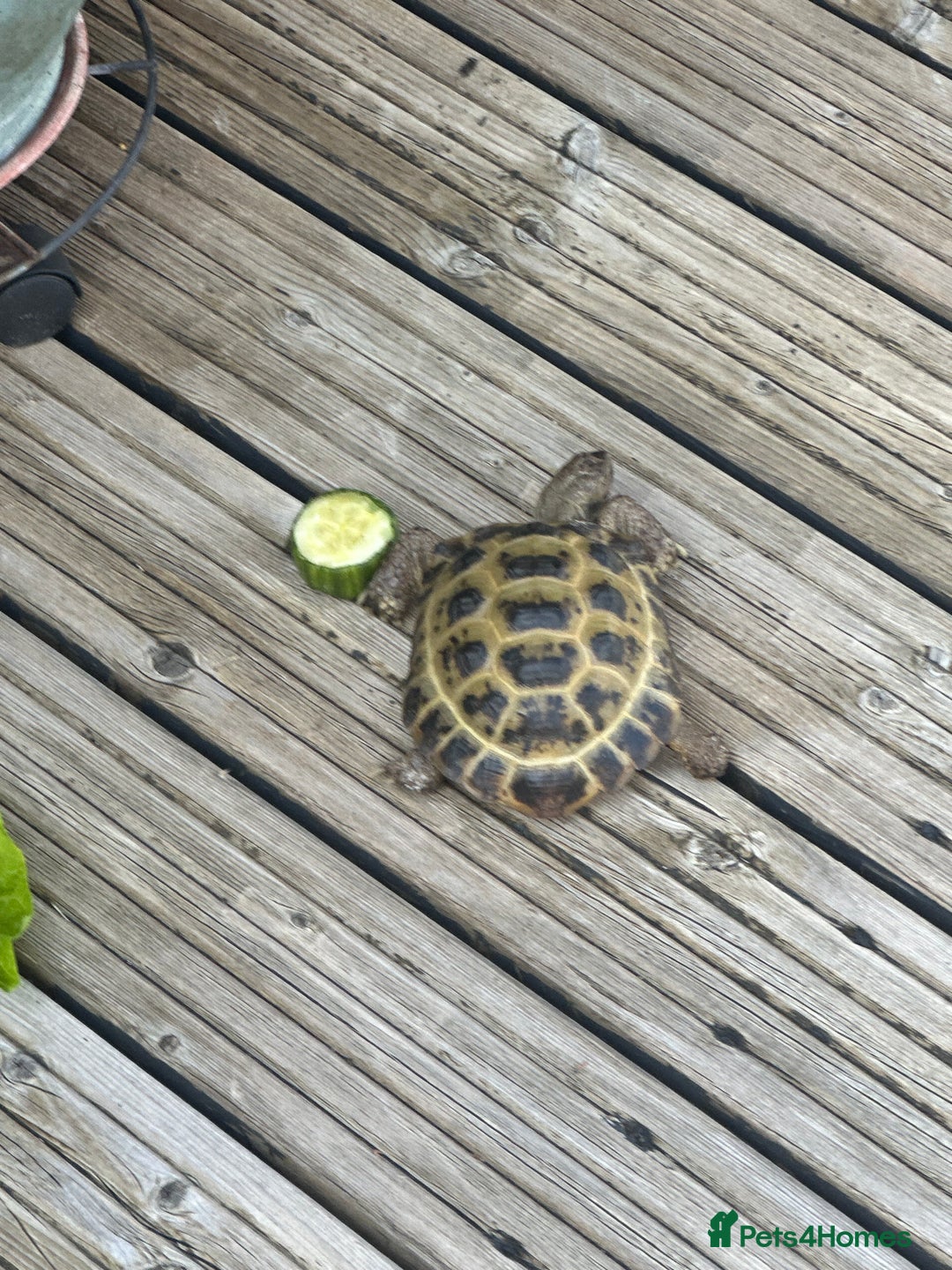 Tortoise reptiles for sale: GORGEOUS PROVEN MALE HORSEFIELD  - Image 1