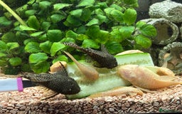 Plecos fish for sale: All different sizes  - Image 1