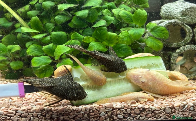 Plecos fish - Advert 1