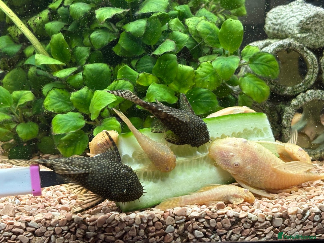 Plecos fish for sale: All different sizes  - Image 1
