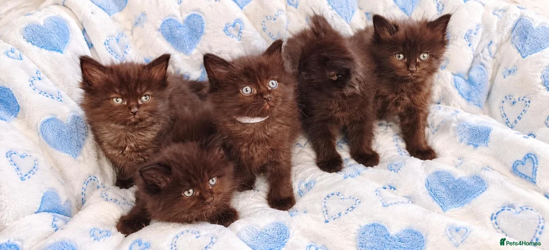 Mixed Breed cats for sale: Ragdoll Maine Coon Cross Kittens 🐾 - Advert 1