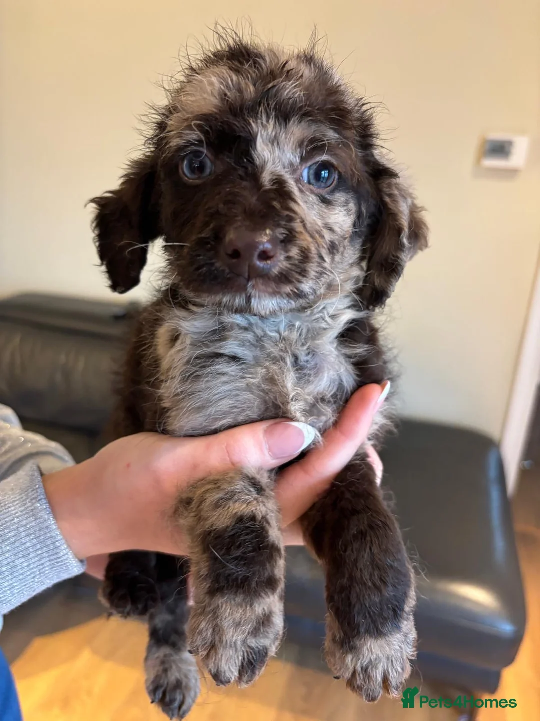 Labradoodle dogs for sale: Stunning Merle labradoodle puppies!!! - Advert 6