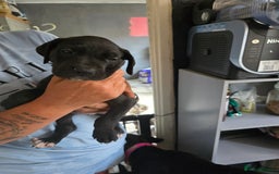 Great Dane dogs for sale: Beautiful females Great dane - Image 2
