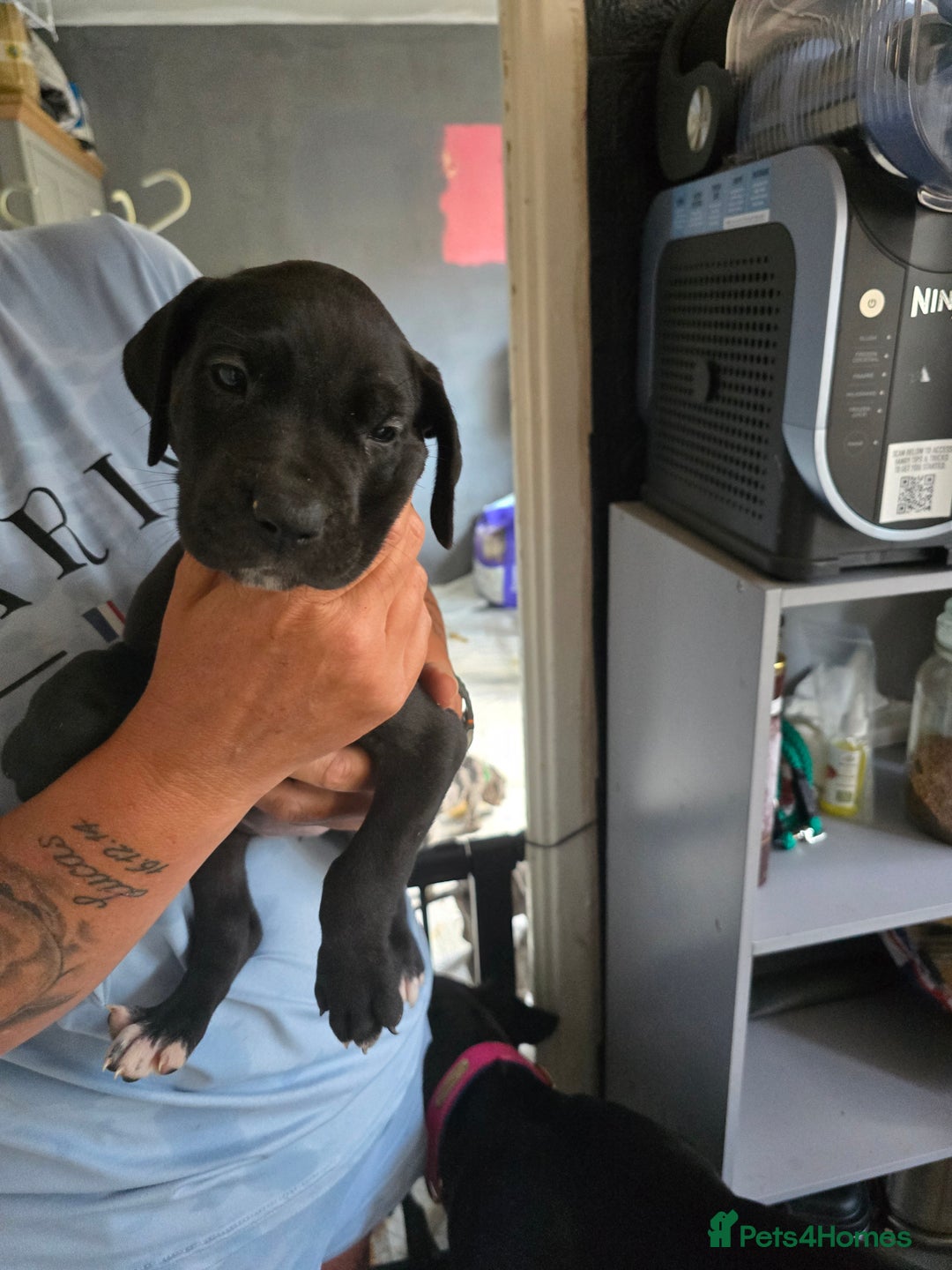 Great Dane dogs for sale: Beautiful females Great dane - Image 2