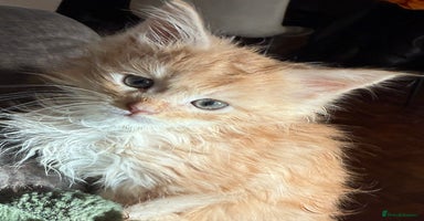 Maine Coon cats - Advert 8