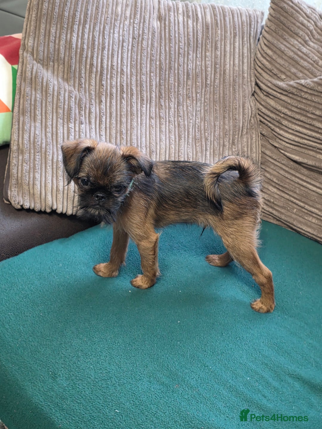 Griffon Bruxellois dogs for sale: Griffon Bruxellois KC registered - Advert 10