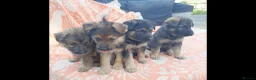 German Shepherd dogs for sale: German shepherd puppies  - Advert 6