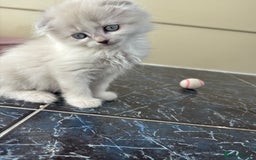 Scottish Fold cats for sale: 5 fluffy Scottish fold kittens  - Image 10
