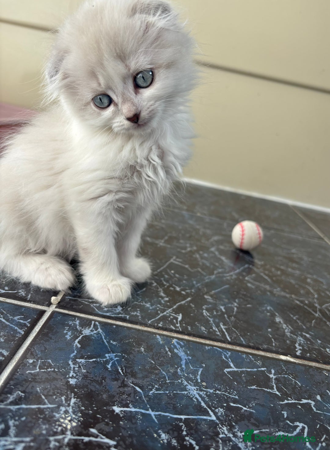 Scottish Fold cats for sale: 5 fluffy Scottish fold kittens  - Image 10