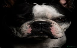 Boston Terrier dogs for sale: Boston Terrier Sir Bobby - Image 3