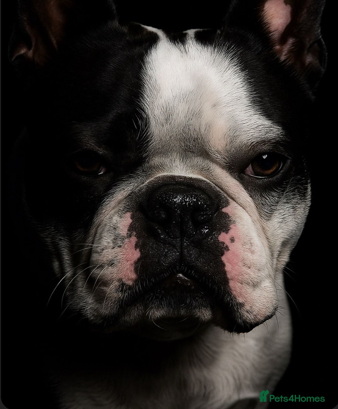 Boston Terrier dogs for sale: Boston Terrier Sir Bobby - Image 3