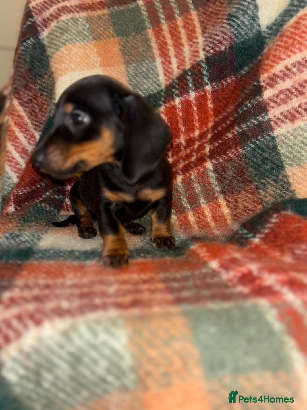 Miniature Dachshund dogs for sale: 🐶 beautiful tiny Dachshund puppies🐶 - Advert 9
