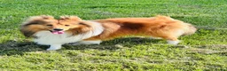Shetland Sheepdog dogs for stud: Two amazing Shetland sheepdogs available for stud  - Advert 10