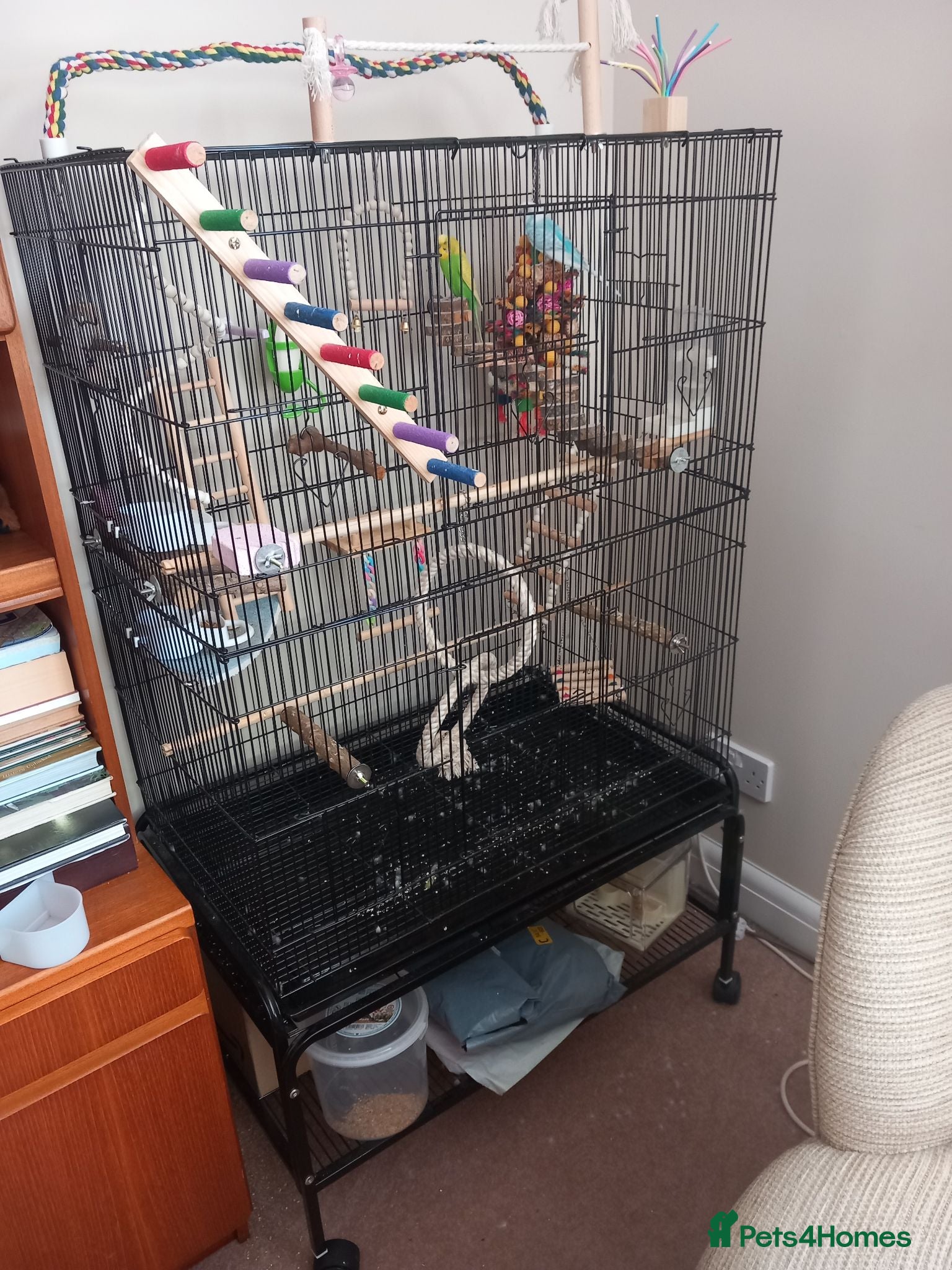 Budgerigars birds Pair of Budgies for sale !  - Advert 2
