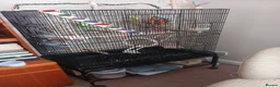 Budgerigars birds for sale: Pair of Budgies for sale !  in Sutton - Advert 2