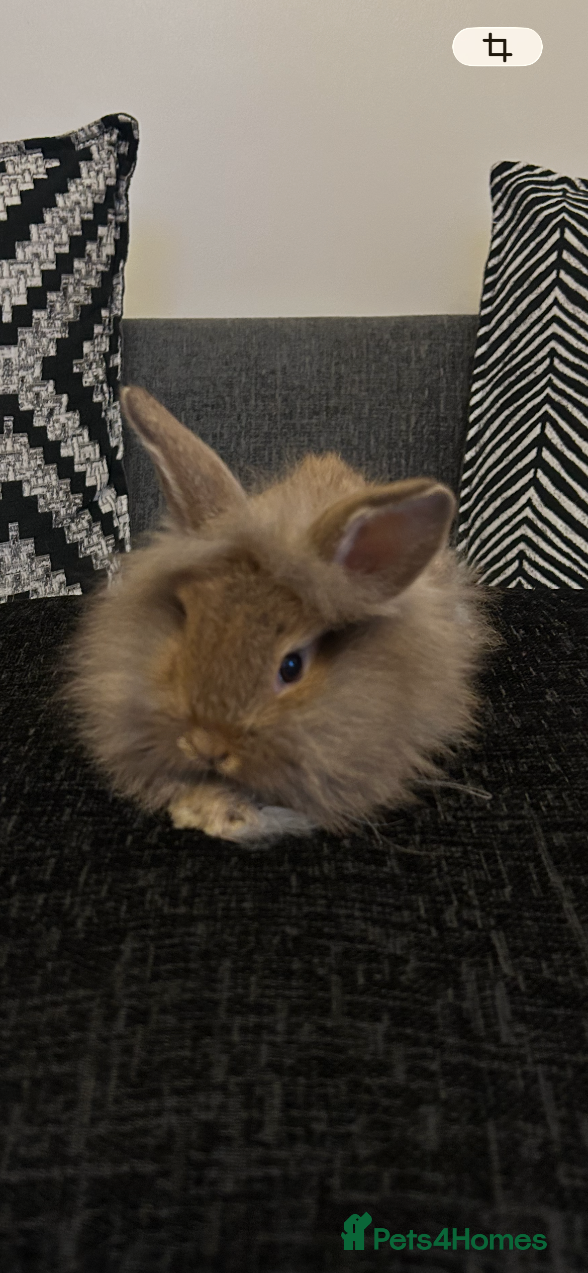 Mini Lion Lop rabbits Mini lion lop bunnies  - Advert 1