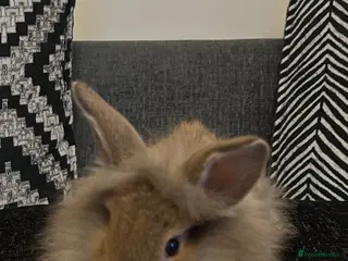 Mini Lion Lop rabbits Mini lion lop bunnies - Advert 1