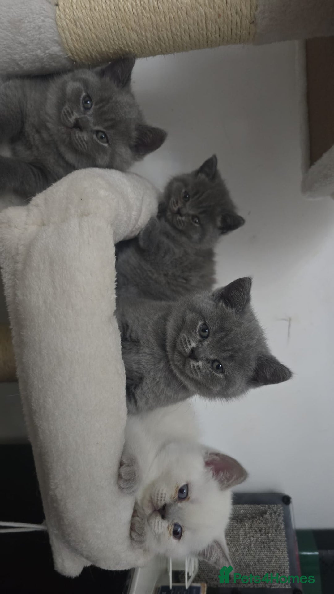 British Shorthair cats for stud: Lilac BSH proven STUD - Advert 14