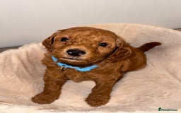 Cavapoochon dogs for sale: Cavapoochon Puppies –Ready Mid-October - Image 5