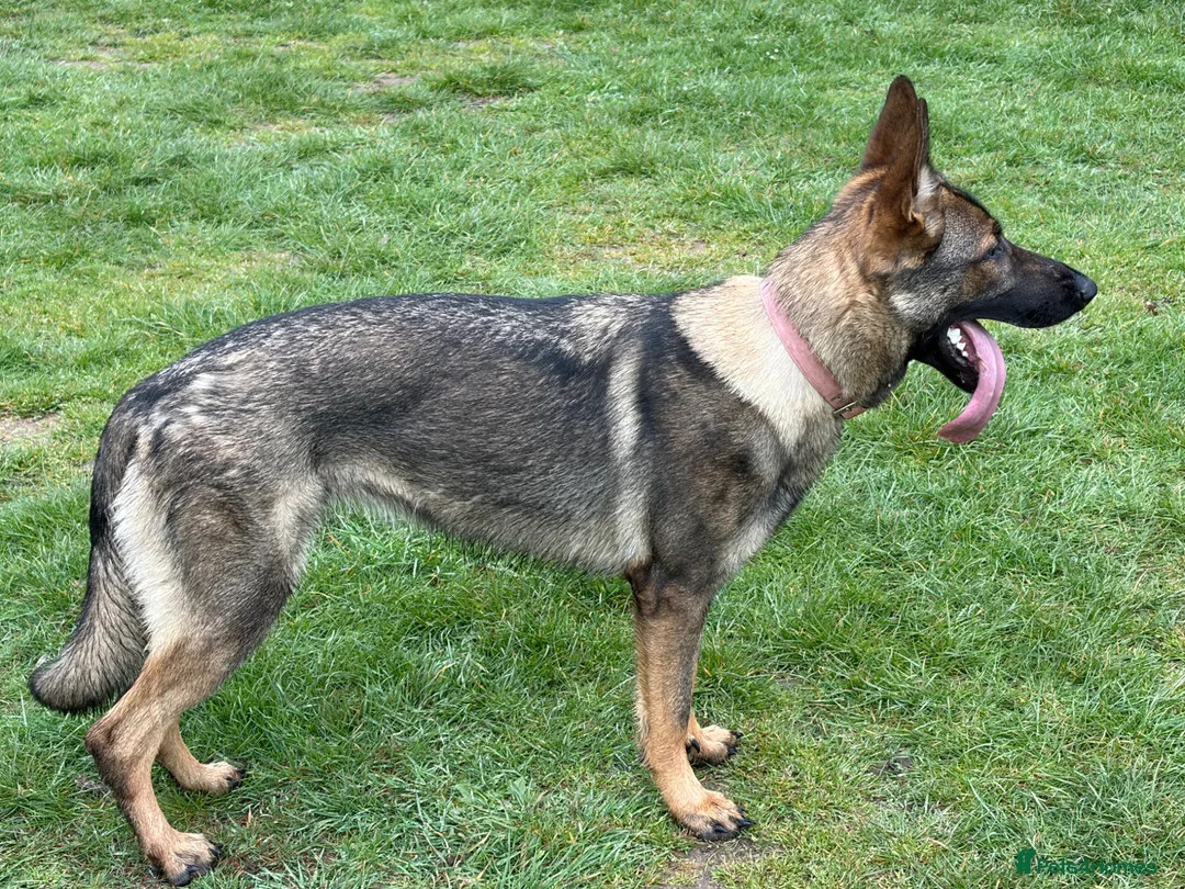 German Shepherd dogs for sale: German shepherd Czech working line  - Advert 2