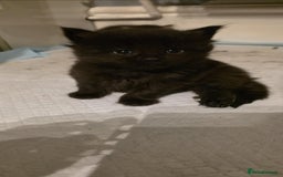 Mixed Breed cats for sale: Mixed Long Hair Black Kittens - Image 3