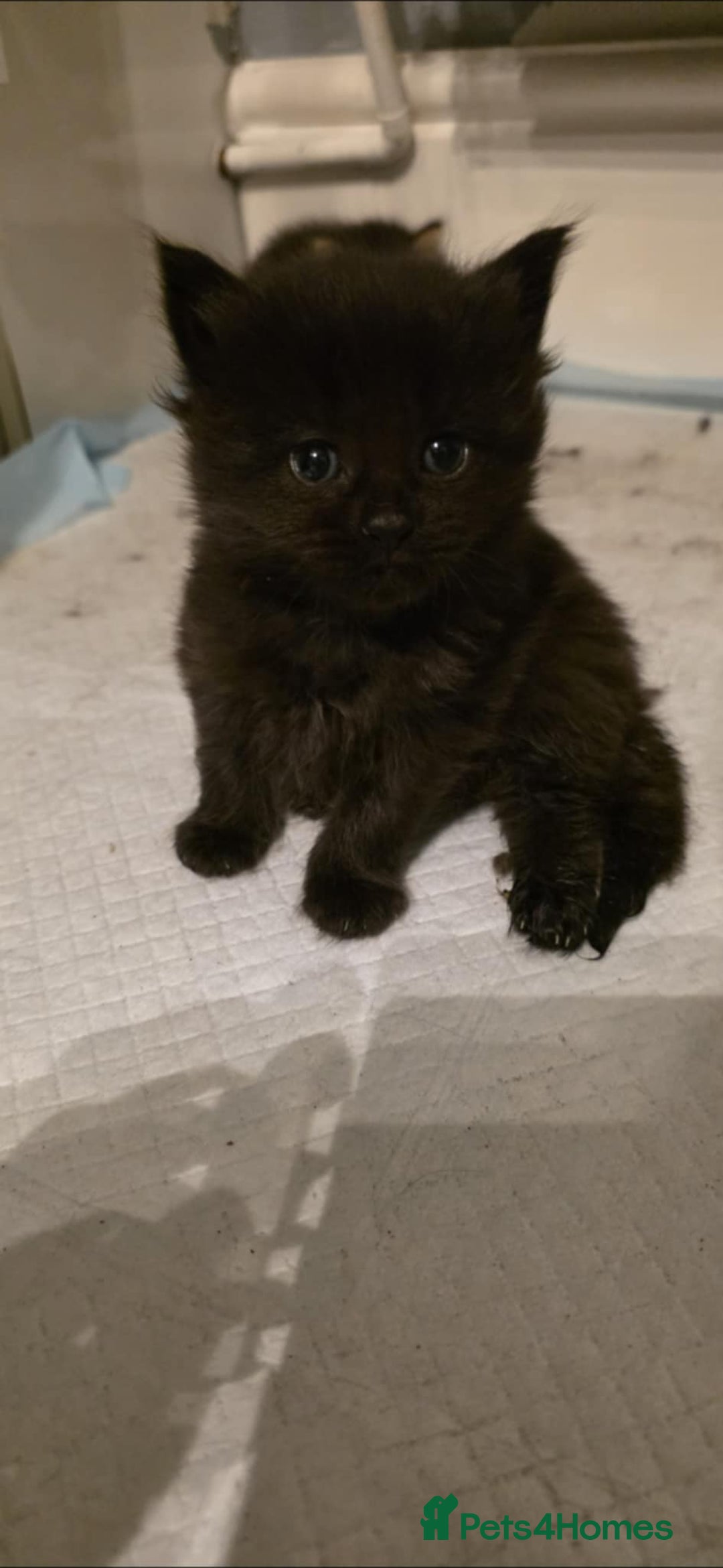 Mixed Breed cats for sale: Mixed Long Hair Black Kittens - Image 3