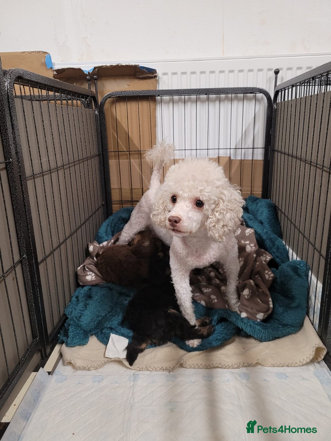 Toy Poodle dogs for sale: Phantom toy poodles - Advert 9