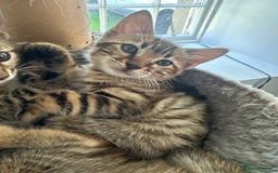 Bengal cats for sale: Bengal kittens  - Image 8