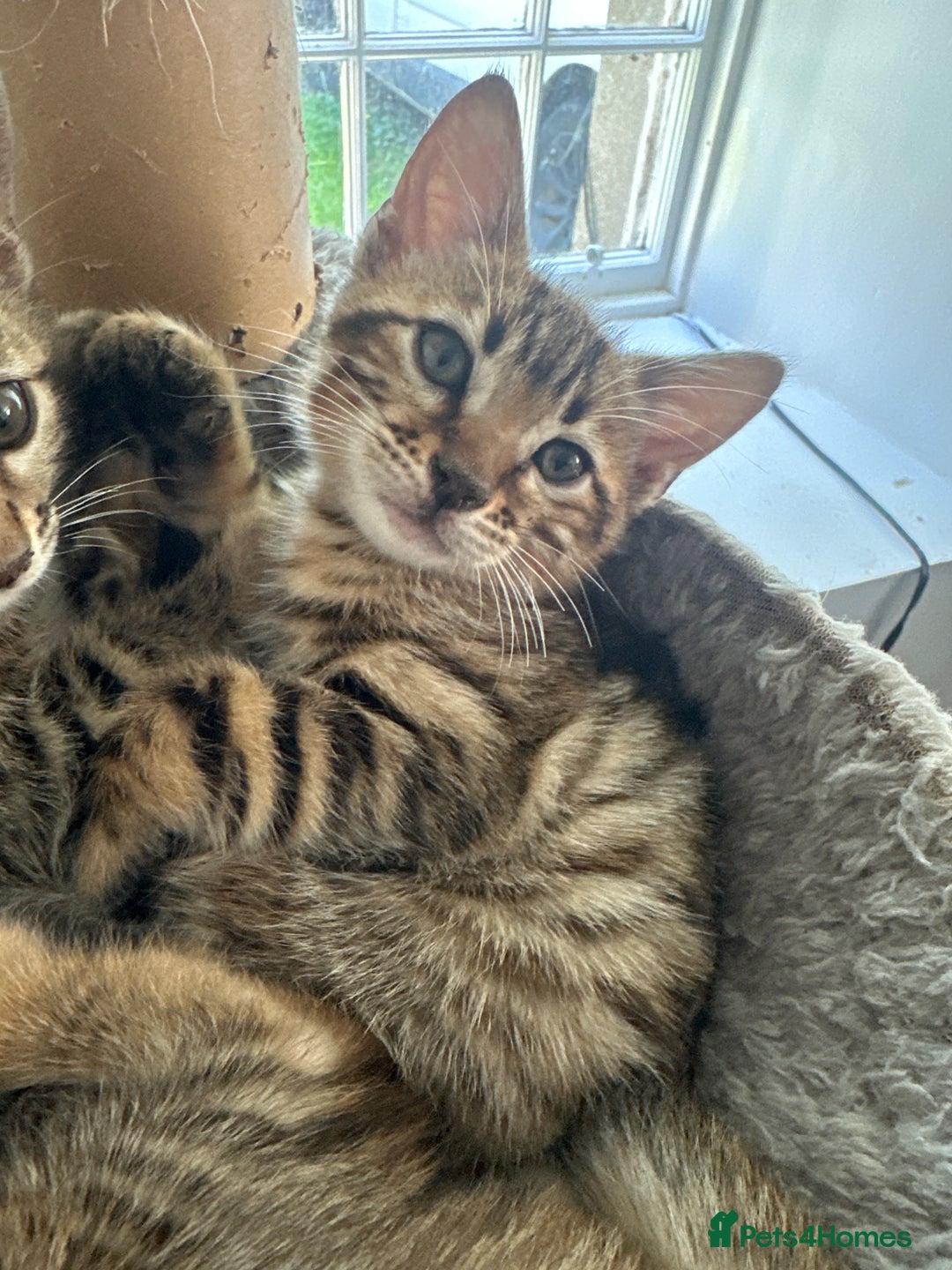 Bengal cats for sale: Bengal kittens  - Image 8