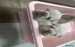 French Bulldog dogs for sale: Platinum  **  French bulldog female  - Image 7