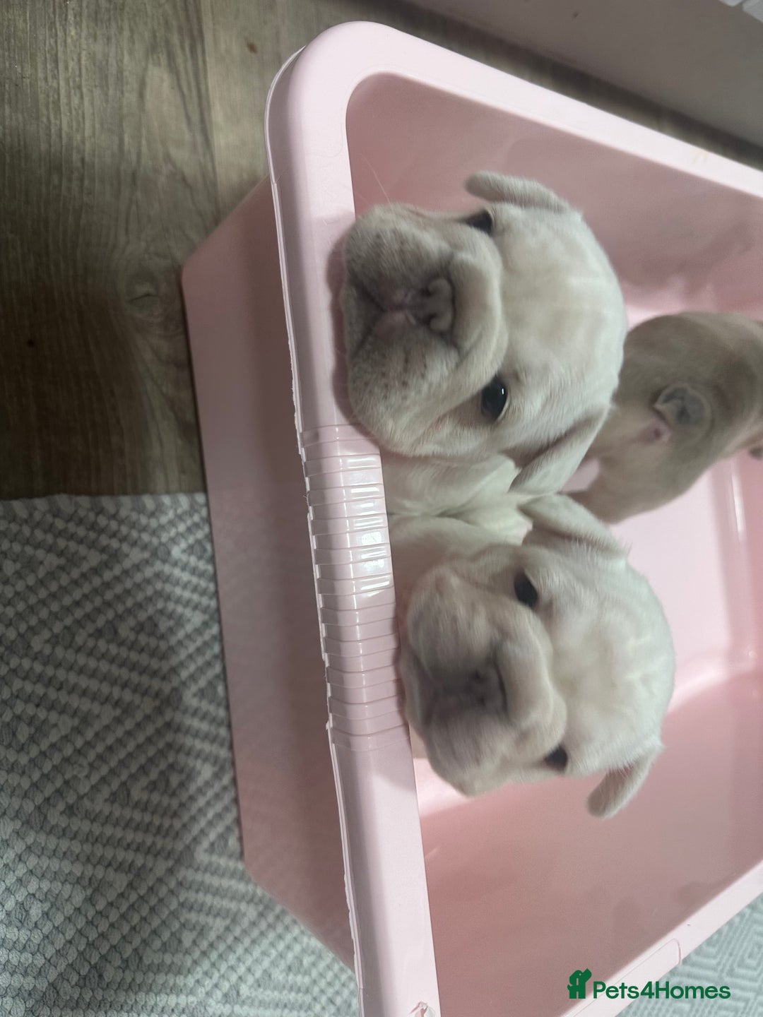 French Bulldog dogs for sale: Platinum  **  French bulldog female  - Image 7