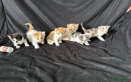 Mixed Breed cats for sale: 6 gorgeous kittens ready 14.09. 4 males, 2 females - Image 4
