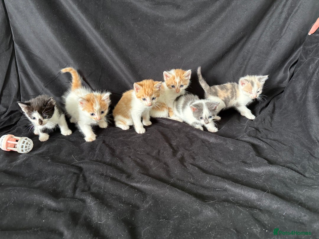 Mixed Breed cats for sale: 6 gorgeous kittens ready 14.09. 4 males, 2 females - Image 4