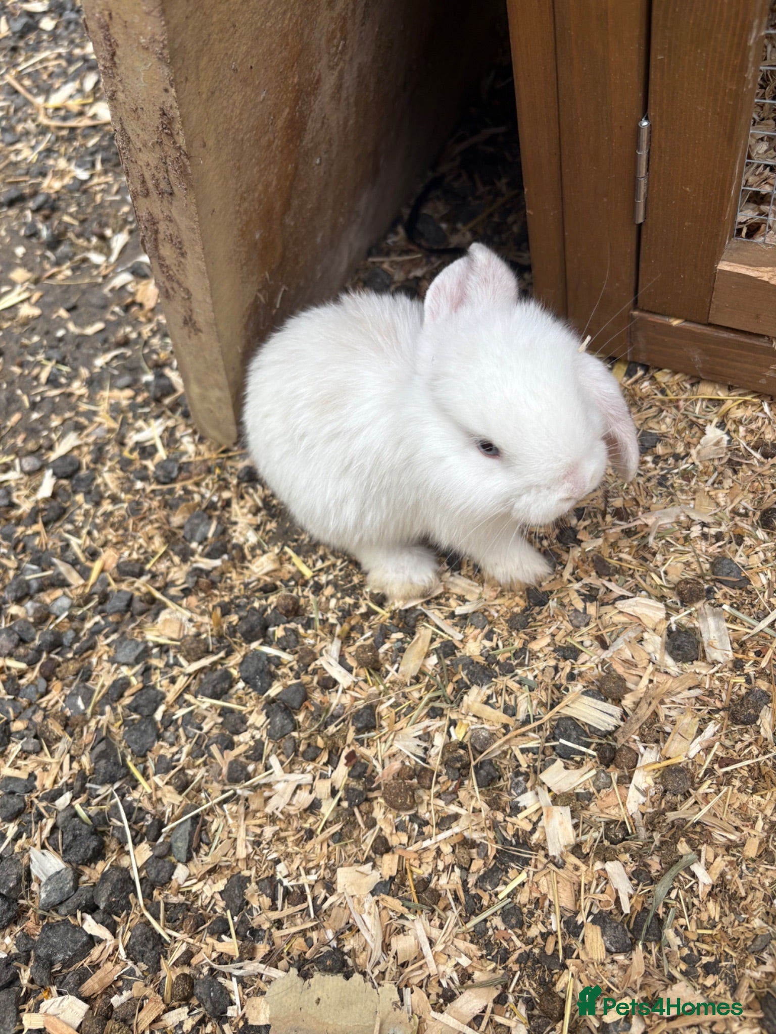 French Lop rabbits Beautiful French lop rabbits  - Advert 1