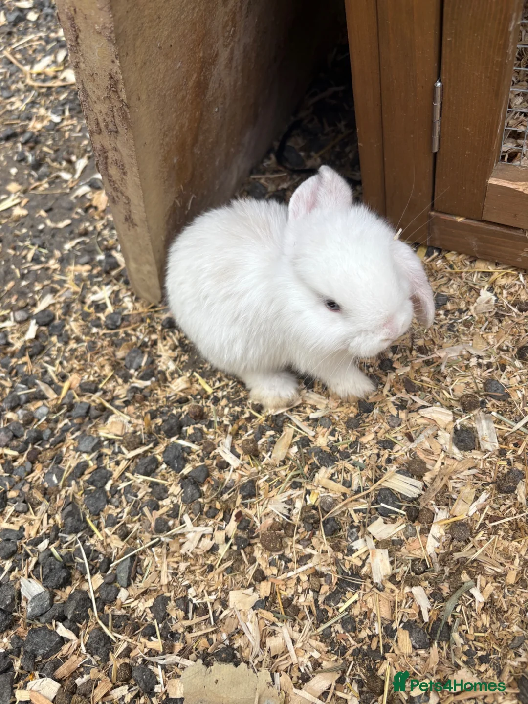 French Lop rabbits for sale: Beautiful French lop rabbits  - Advert 1
