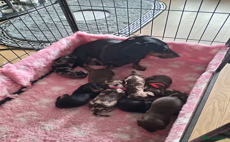 Miniature Dachshund dogs - Advert 5